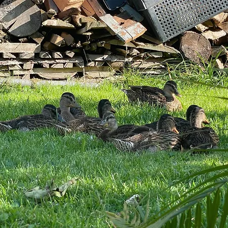 Landliebe * Vorchdorf